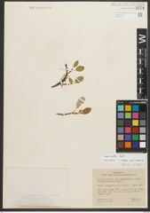 Foto von Salix nivalis Hook.